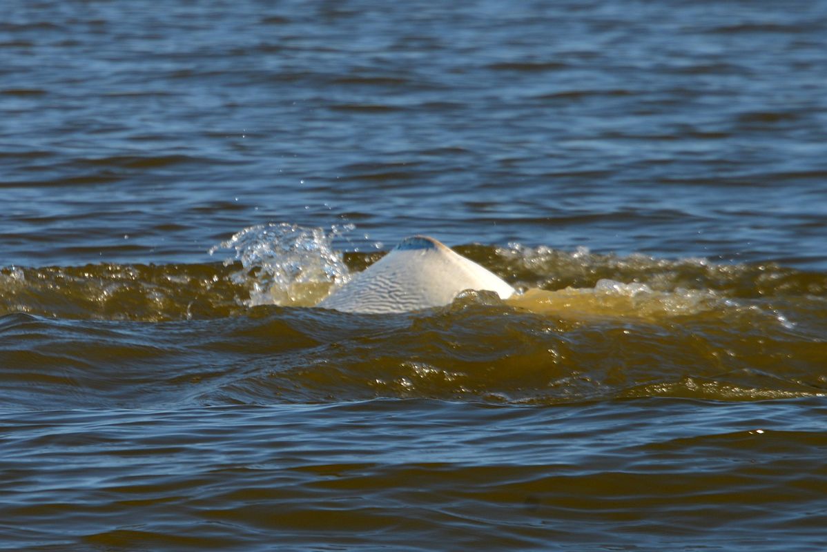 31D Beluga Whale From Boat Tour On Arctic Ocean Tuk Tour In Tuktoyaktuk Northwest Territories